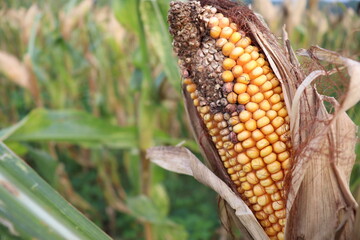 ripe maize stock with tree in the firm