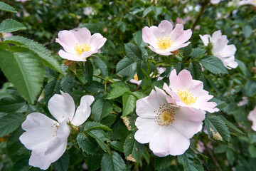 close up of beautiful purple white flowers and blossoms