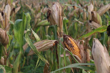 ripe maize stock with tree in the firm