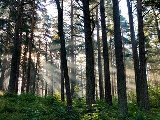 Magical sunbeams that break through the morning mist in the summer majestic forest