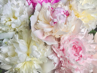 Gentle and light, pinky and white bouquet of peonies
