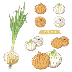 たまねぎセット