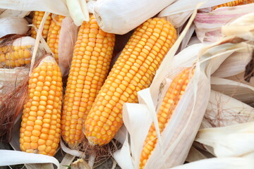 ripe maize stock on shop