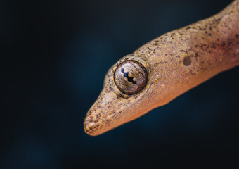 Closeup of a baby lizard