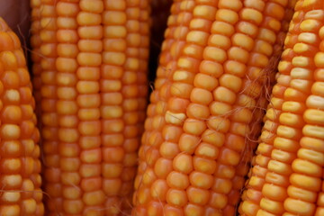 ripe maize stock on shop