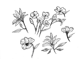 Hand drawing of flowers with black ink