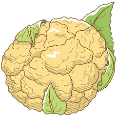 オレンジカリフラワー