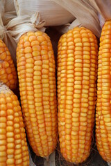 ripe maize stock on shop