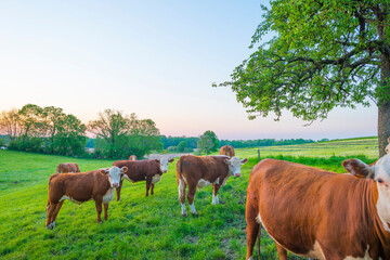Fototapeta na wymiar Cows in a green hilly meadow under a blue sky in sunlight in springtime, Voeren, Limburg, Belgium, June, 2021