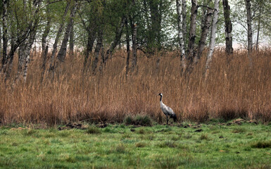 Crane on a meadow on the Müritz Mecklenburg-Western Pomerania