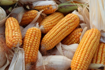 ripe maize stock on shop