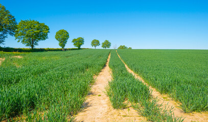 Fototapeta na wymiar Wheat growing in an agricultural field in the countryside in bright sunlight under a blue sky in springtime, Voeren, Limburg, Belgium, June, 2021