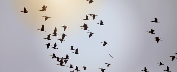 Cormorants in flight over the Müritz Sea