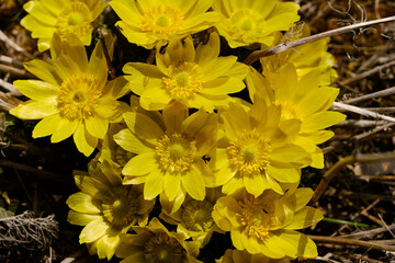 Frühlings-Adonis, Frühlings-Adonisröschen, Adonis vernalis, Adonisröschen