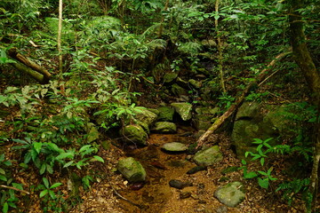 creek and rocky road at Yambaru National Park in Okinawa, Japan - 沖縄 やんばる国立公園...