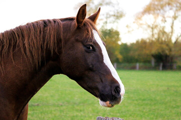 head portrait of a brown quarter hose on the paddock