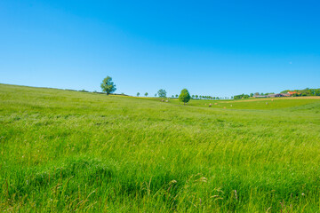 Fields and trees in a green hilly grassy landscape under a blue sky in sunlight in springtime, Voeren, Limburg, Belgium, June, 2021
