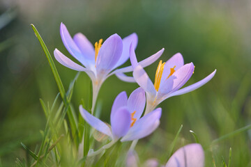 Fototapeta premium Krokus, Frühlings-Krokus