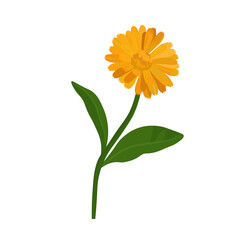 Calendula vector stock illustration. yellow marigold flower buds on a green stem. Pharmacy medicinal plant for tea. The weight of the drawing is isolated on a white background.