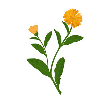 Calendula vector stock illustration. yellow marigold flower buds on a green stem. Pharmacy medicinal plant for tea. The weight of the drawing is isolated on a white background.