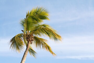 Forever Wind Palm at Bayahibe in Dominican Republic, Central America