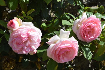 Roses fleur jardin botanique domaine