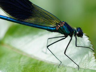 Libelle