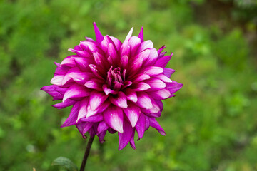Fototapeta premium Dahlias sweet fragrance like a rose or gorgeous pink and white colors
