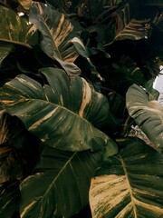 Tropikalne tło, liście rośliny. - obrazy, fototapety, plakaty