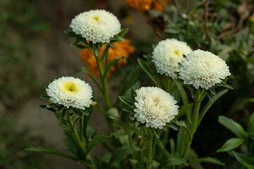 Callistephus chinensis or Annual-aster is a beautiful annual white flower - Powered by Adobe