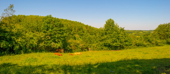 Obraz premium Cows in a green hilly meadow under a blue sky in sunlight in springtime, Voeren, Limburg, Belgium, June, 2021