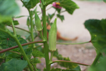 Okra vegetable on plant in farm. Okra plant growing in home garden. Okra flower Asian herbs