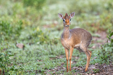 A little dikdik stands attentively in the grass, with big eyes and long eyelashes at Serengeti National Park, Tanzania, Africa.