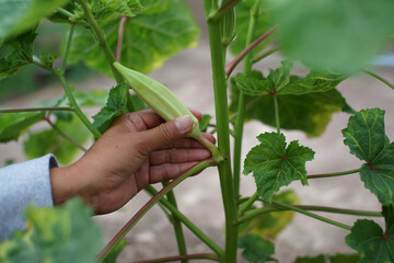 Naklejka na ściany i meble Okra vegetable on plant in farm. Okra plant growing in home garden. Okra flower Asian herbs