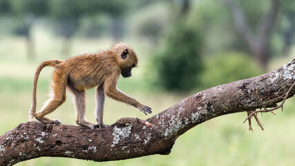 A young baboon strolls over a thick branch and shows its hand with its long fingers, Tarangire National Park, Tanzania, Africa