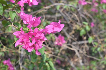 plant grown in and around the play ground