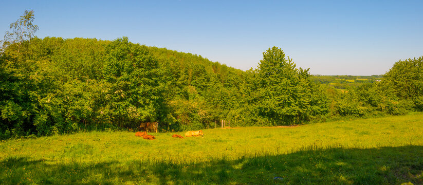 Cows in a green hilly meadow under a blue sky in sunlight in springtime, Voeren, Limburg, Belgium, June, 2021 © Naj