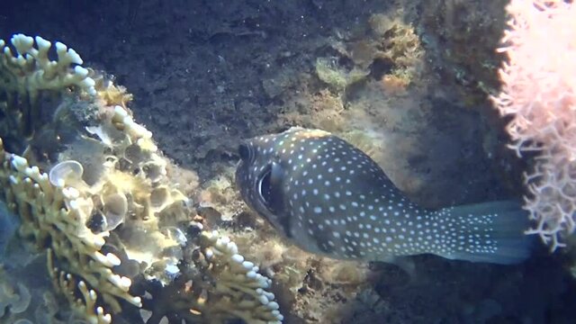 Pearl toby fish, scientific name is Canthigaster margartata. It belongs to the family Tetraodontidae, inhabits shallow water of coral reefs, may inflate its body