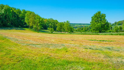 Mowed grass drying for hay in an agricultural field in the countryside under a blue sky sky in sunlight in springtime, Voeren, Limburg, Belgium, June, 2021