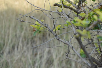 plant grown in and around the play ground