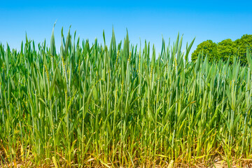Wheat growing in an agricultural field in the countryside in bright sunlight under a blue sky in springtime, Voeren, Limburg, Belgium, June, 2021