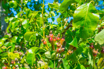 Fruit trees in an orchard in bright sunlight under a blue sky in springtime, Voeren, Limburg, Belgium, June, 2021