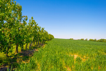 Fruit trees in an orchard in bright sunlight under a blue sky in springtime, Voeren, Limburg, Belgium, June, 2021