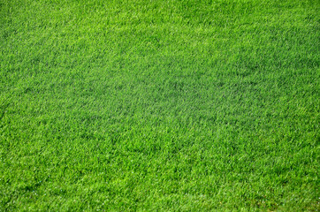 Natural green grass texture for background