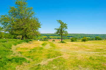 Mowed grass drying for hay in an agricultural field in the countryside under a blue sky sky in sunlight in springtime, Voeren, Limburg, Belgium, June, 2021