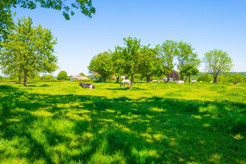 Cows in a green hilly meadow under a blue sky in sunlight in springtime, Voeren, Limburg, Belgium, June, 2021