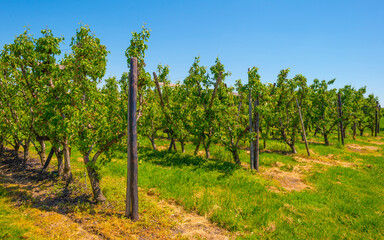 Fruit trees in an orchard in bright sunlight under a blue sky in springtime, Voeren, Limburg, Belgium, June, 2021