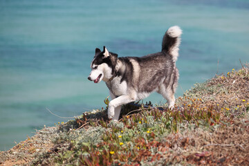 Siberian Husky dog is trying to escape from an owner.