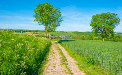 Wheat growing in an agricultural field in the countryside in bright sunlight under a blue sky in springtime, Voeren, Limburg, Belgium, June, 2021