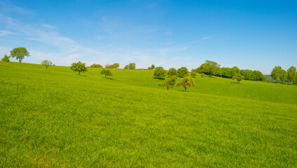 Fields and trees in a green hilly grassy landscape under a blue sky in sunlight in springtime, Voeren, Limburg, Belgium, June, 2021